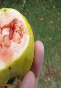it fell on my head. so i did what any good person would do. i ate it. eating fresh guava in kenya? check.